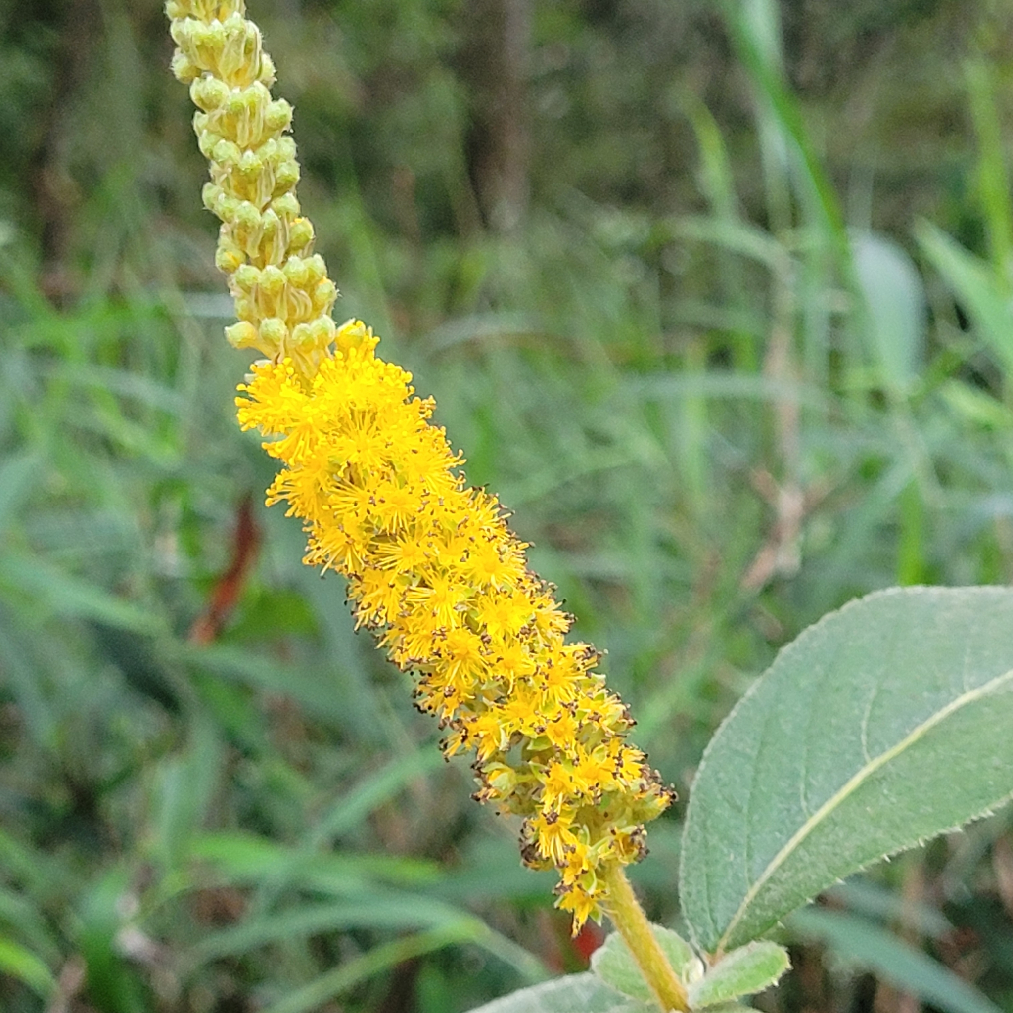 Abatia americana