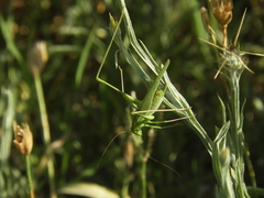 Burgilis curta