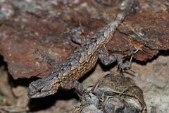 Sceloporus lemosespinali