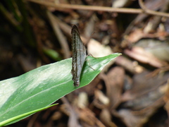Archeuptychia cluena