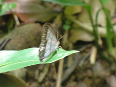 Archeuptychia cluena