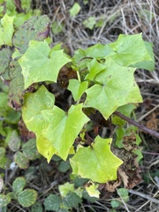 Delairea odorata