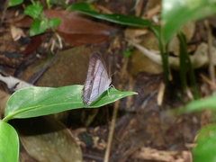 Archeuptychia cluena