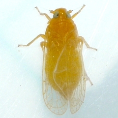 Haplaxius fulvus