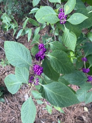 Callicarpa americana