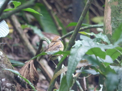 Conopophaga melanops