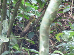 Conopophaga melanops