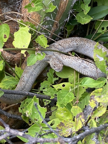 Photo of a Aruba Island Rattlesnake (Crotalus unicolor)