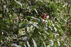 Costus