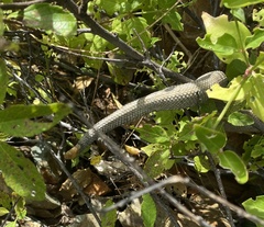 Crotalus unicolor