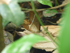 Pierella nereis