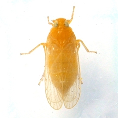 Haplaxius fulvus