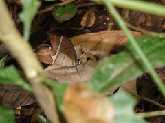 Pierella nereis