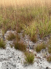 Xyris stenotera