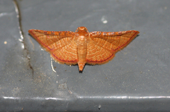 Thyrididae