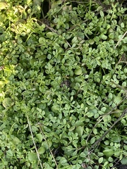 Limnanthes macounii