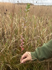 Hypericum myrtifolium