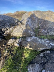 Limnanthes macounii