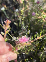 Diastella divaricata divaricata