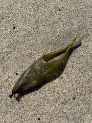 Halosaccion glandiforme