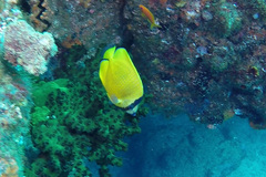 Chaetodon kleinii