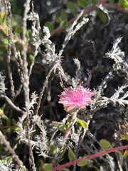 Diastella divaricata divaricata