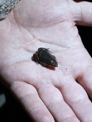 Elachistocleis bicolor