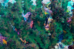 Cirrhitichthys oxycephalus