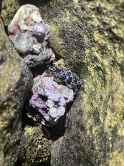 Pachygrapsus plicatus