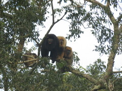 Alouatta caraya
