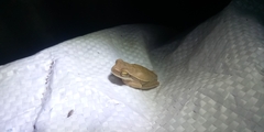 Boana pulchella