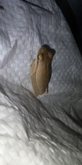 Boana pulchella