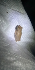 Boana pulchella