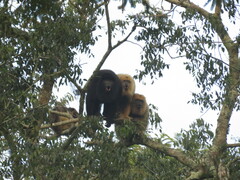 Alouatta caraya