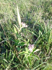 Oxypetalum solanoides