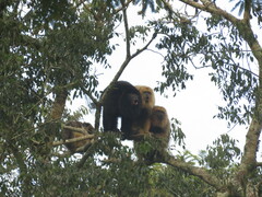 Alouatta caraya
