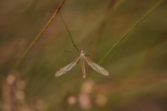 Tipula vernalis