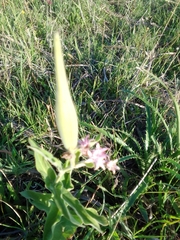 Oxypetalum solanoides