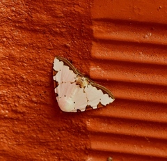 Eulepidotis testaceiceps