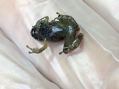 Pristimantis museosus