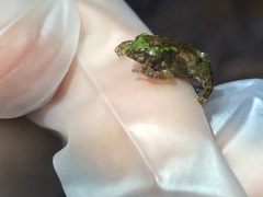 Pristimantis museosus