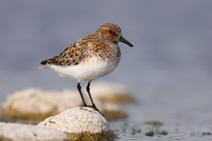 Sanderling photo 3