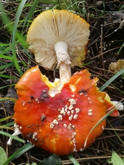 Amanita muscaria muscaria
