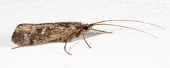 Limnephilus