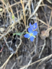 Heliophila linearis linearifolia