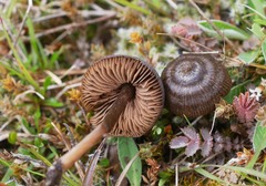 Entoloma perzonatum