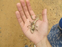 Coptopteryx argentina