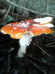 Amanita muscaria muscaria