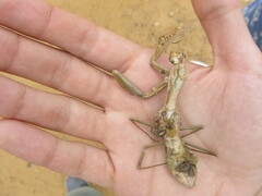 Coptopteryx argentina