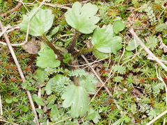 Ranunculus foliosus